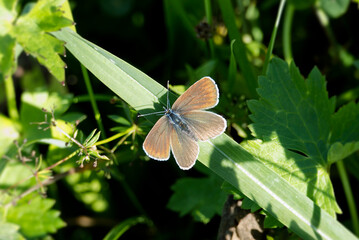 Fototapeta premium Female Mazarine blue (Cyaniris semiargus) butterfly sitting on a blade of grass in Zurich, Switzerland