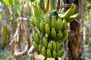 Raw green bananas hang in bunches on a tropical banana tree plantation © Tohamina