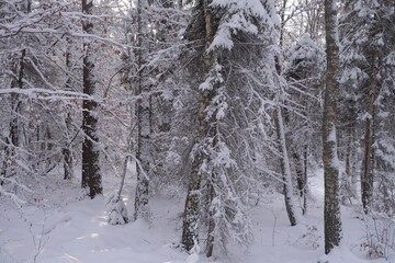 Beautiful snowy scenery of forest in misty winter day