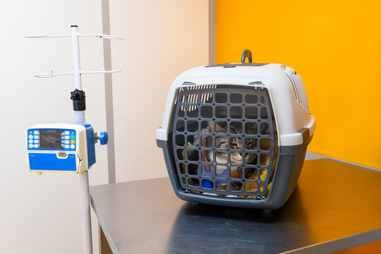 Pet carrier containing tabby cat positioned beside IV infusion stand with blue pump monitor on metal table in yellow veterinary clinic room