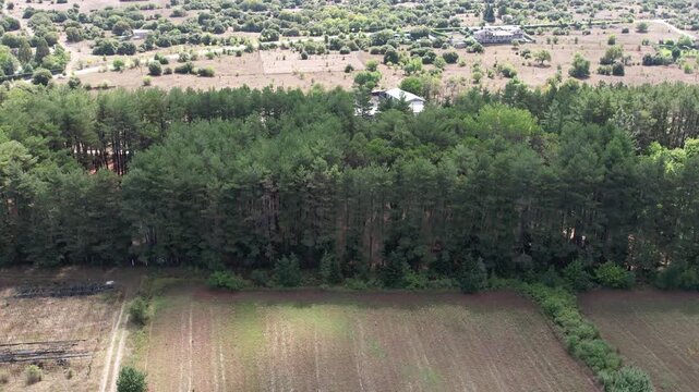 Aerial line of pine trees dividing cultivated fields and rural farmland patterns