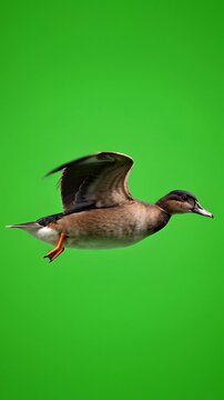 Pato salvaje volando con movimiento natural y alas extendidas sobre fondo verde uniforme chroma key, iluminaci&oacute;n neutra y calidad 4K ideal para edici&oacute;n y composici&oacute;n.