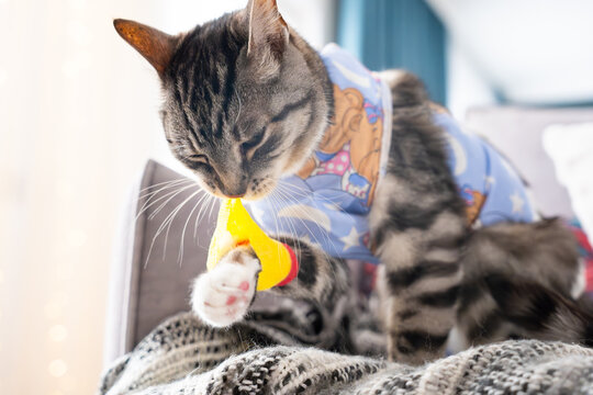 Cat wearing a blue surgical recovery suit tries to remove a bandage after surgery while sitting on a cozy blanket in a well-lit indoor living space