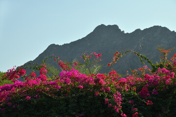 Oman scenery. Oman