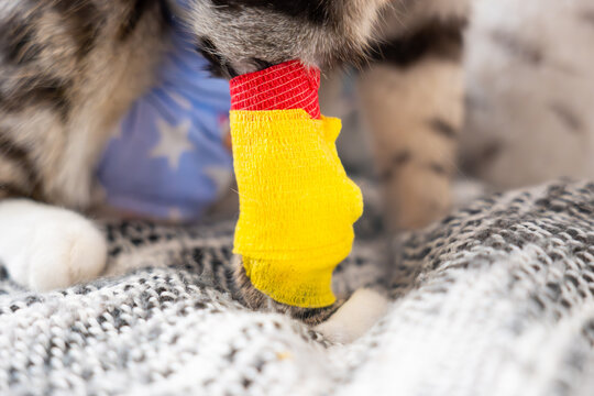 Close-up tabby cat bandaged paw with yellow catheter wrap and red tape accent after surgery, blue recovery suit visible on gray blanket backdrop