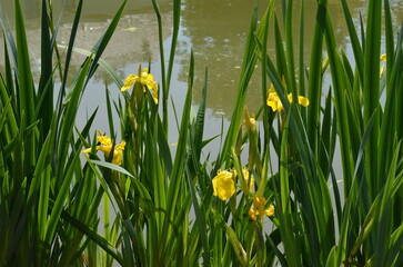 Żółte irysy nad wodą wśród zielonych liści © Ewa