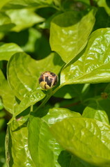 Kielichowiec chiński (Sinocalycanthus chinensis) – pąki kwiatowe i liście © Ewa