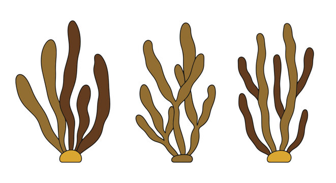 Brown Algae Line art flat style color illustration