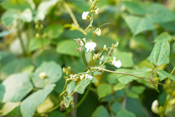 Obraz premium Delicate white flowers and green bean pods emerge from a lush plant