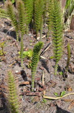 Skrzyp olbrzymi (Equisetum telmateia) &ndash; zbliżenie młodego pędu
