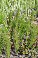 Skrzyp olbrzymi (Equisetum telmateia) – zbliżenie młodego pędu