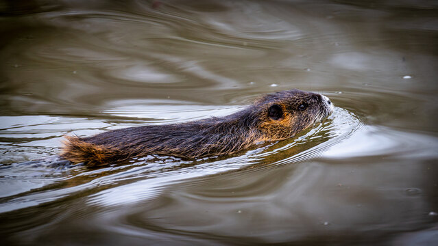 A young nutria or coypu (Myocastor coypus) swims in the river