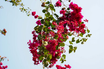 vibrant pink bougainvillea flowers cascade against a clear blue sky