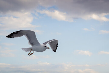 Obraz premium White seagull gliding smoothly across bright sky with soft clouds, creating calm natural atmosphere and clean background ideal for travel or freedom themes.