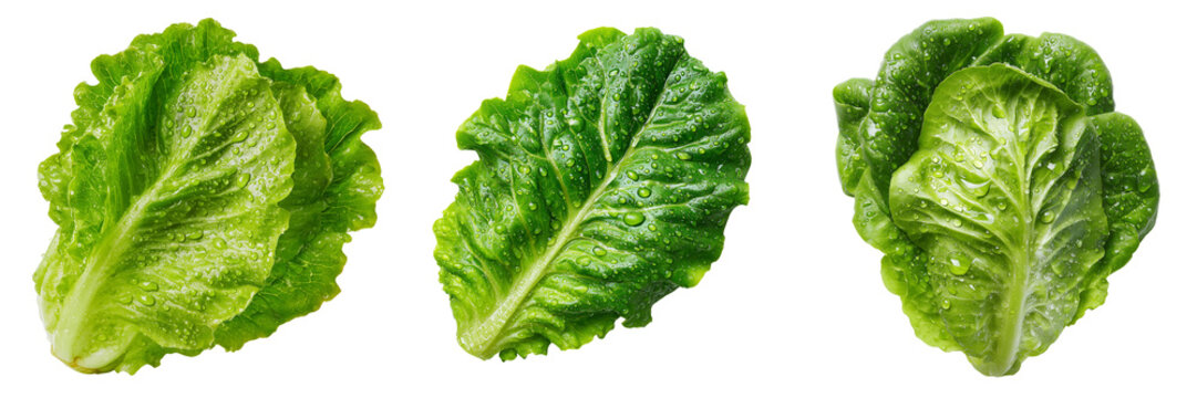 Set of Fresh green lettuce leaf with gentle curl and natural imperfections on transparent png background. Ai generated