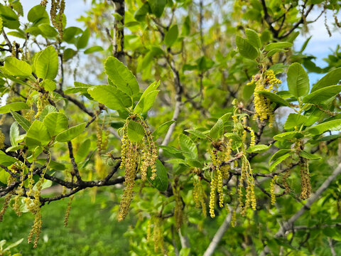 Spring oak blossom in the Mediterranean