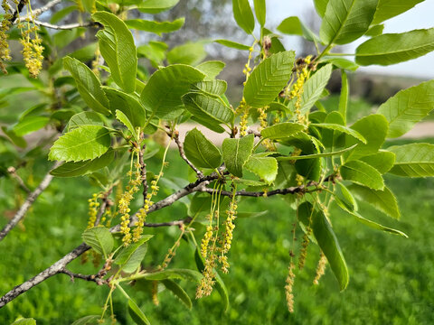 Spring oak blossom in the Mediterranean