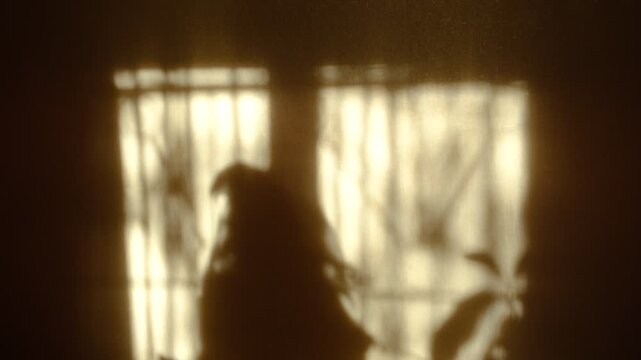 Shadow of happy young dancing lady. Joyful jumping listening music, shaking rhythmically head to the music. She dancing with abandon in sunlight, letting her body move freely. Lucky impressed girl