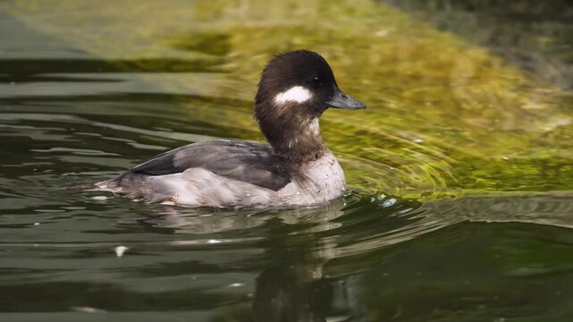 Close up of bufflehead duck swimming around a lake on a sunny spring day