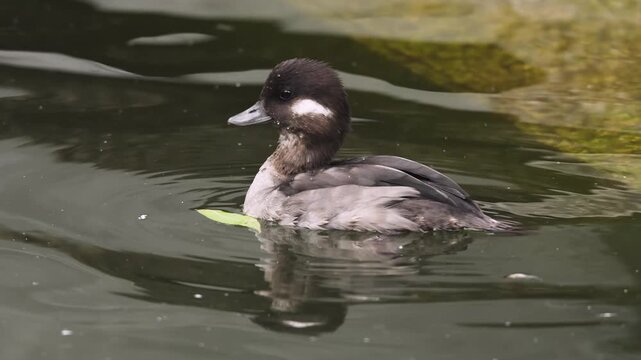 Close up of bufflehead duck swimming around a lake on a sunny spring day