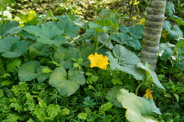 Vibrant yellow pumpkin flower blooms amidst lush green foliage and a textured tree trunk © Tohamina