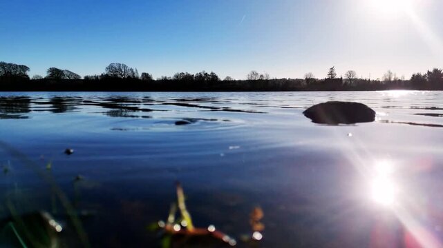 sunlight reflecting on water ripples with trees in the background landscape