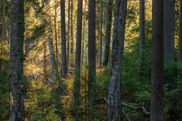 Fototapeta premium Forest trees showing sunbeams breaking through canopy