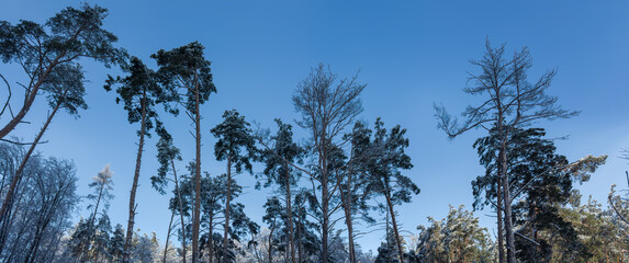 Tops of high trees on winter forest edge, panorama © An-T