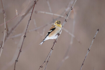 Obraz premium Goldfinches hanging out in branches around bird feeder in winter forest