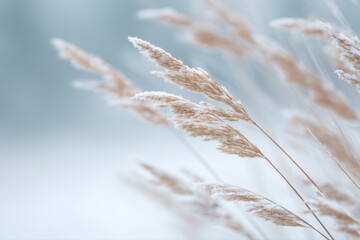 Fototapeta premium Ice covered autumn grasses in snow, minimalist nature photography, soft winter tones