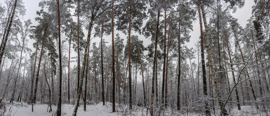 Winter forest of high pines and birches in overcast day © An-T