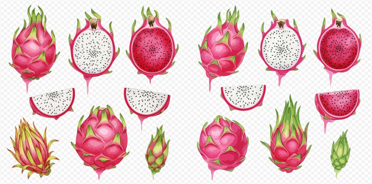 Set of fresh dragon fruit illustrations, whole and sliced, with red and white flesh variations.