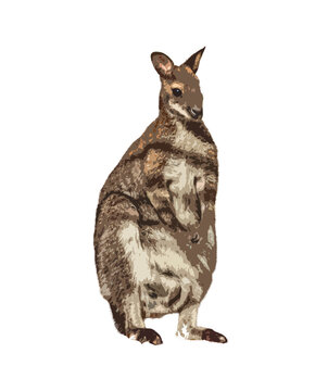 canguru