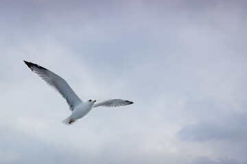 White seagull gliding smoothly across bright sky with soft clouds, creating calm natural atmosphere and clean background ideal for travel or freedom themes.