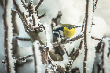 Eurasian blue tit © Tomas Pikturna