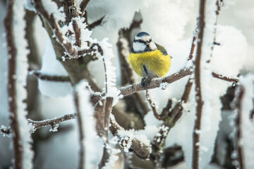 Eurasian blue tit © Tomas Pikturna