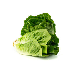 Two romaine lettuce salad isolated. Cos green leaves, fresh romain salat head, raw cabbage