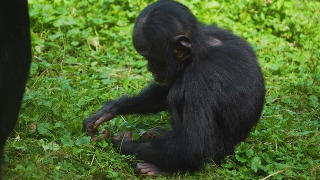 Close up of Bonobo sitting on a meadow, picking weeds and grass and looking around on a sunny spring day