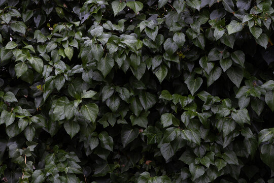 Full-frame macro shot of lush, dark green ivy leaves, Hedera helix covered in fresh raindrops, showcasing detailed textures and a natural, moody atmosphere