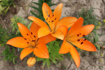 Lilien. Blumen und Pflanzen © Tala Smirni