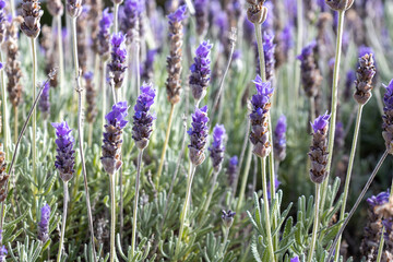 Obraz premium Vibrant close-up of a blooming French lavender, Lavandula dentata field, featuring purple flower spikes and serrated gray-green foliage under natural sunlight