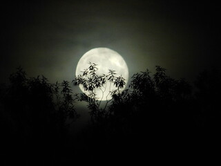 full moon, éjjeli hold, moon behind the tree, moonlight © Ádám