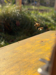 Obraz premium Honey bees flying at a hive entrance on a yellow wooden beehive, dynamic beekeeping scene showing pollination work, teamwork and daily activity in warm sunlight, rural nature and biodiversity.