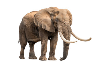 Obraz premium An adult elephant standing majestically, showcasing its large stature and impressive tusks against a white background.