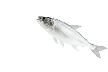 Fototapeta premium Fresh silver fish on a white background, showcasing its sleek body and natural shine, perfect for culinary visuals.