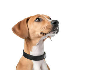 A curious dog looking upwards with an attentive expression, perfect for pet-related themes.