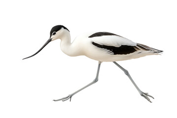 Obraz premium Elegant black and white bird gracefully walking across a white background.