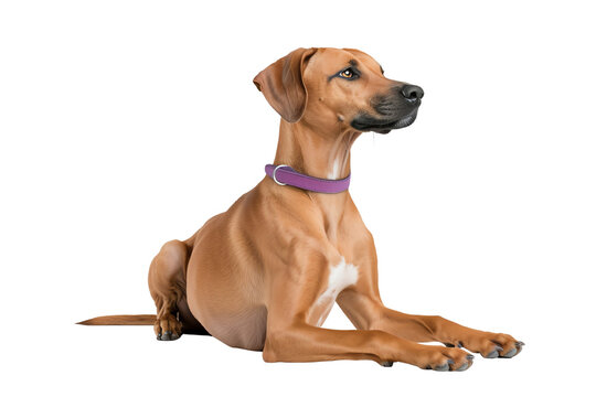 A majestic dog sits gracefully, showcasing its sleek coat and attentive expression, isolated on a white background.