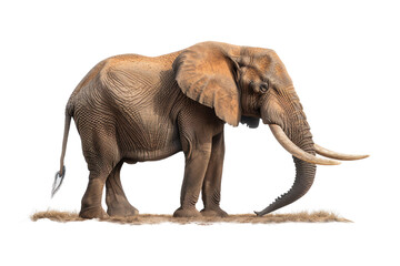 Obraz premium Elephant standing on a white isolated background, showcasing its size and majestic presence.