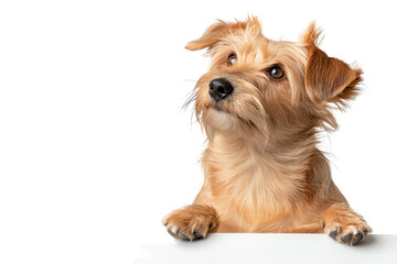 A cute dog looking curiously with soft fur and expressive eyes, isolated on a white background.